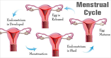 Menstrual Cycle 